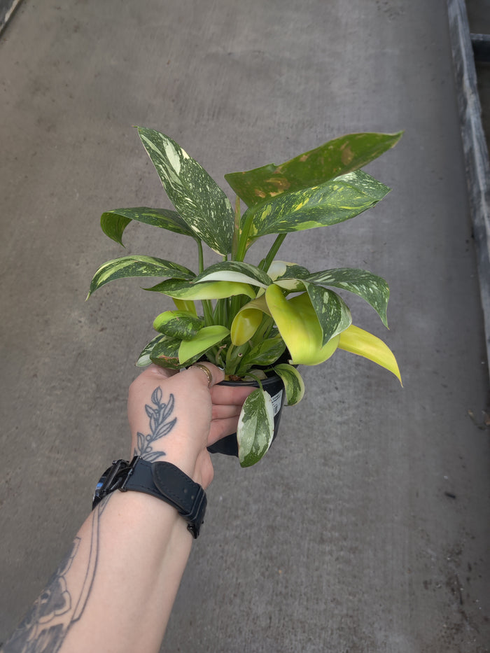 Philodendron, Congo Green Marble Variegated