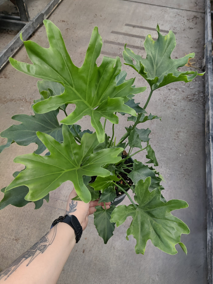 Philodendron, Lickety Split
