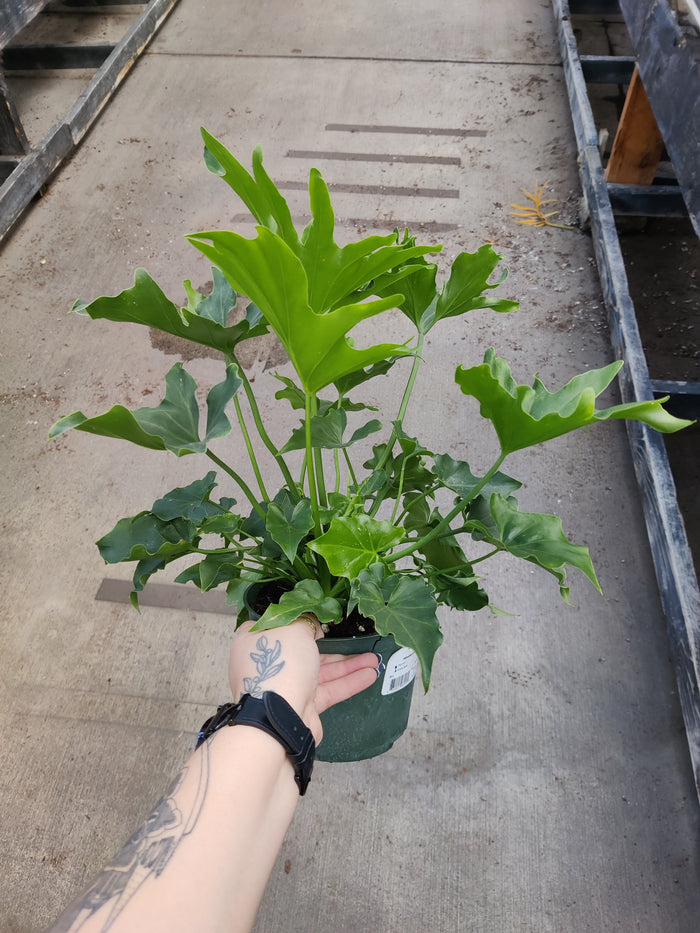 Philodendron, Lickety Split