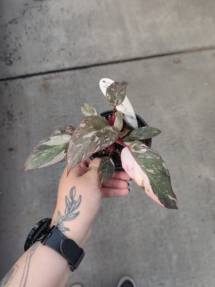 Philodendron, Pink Princess Marble