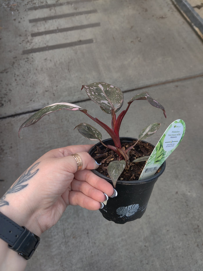 Philodendron, Pink Princess Marble