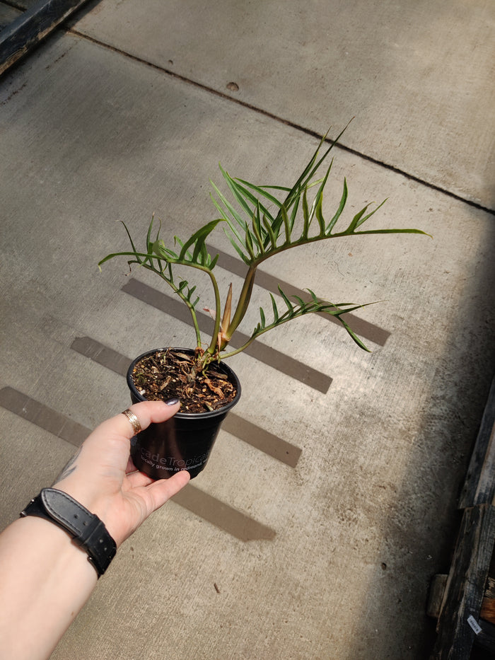 Philodendron, Tortum