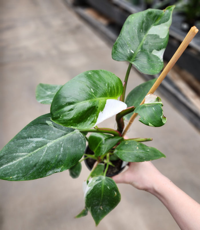 Philodendron, White Princess