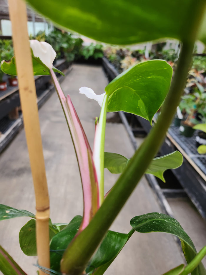 Philodendron, White Princess