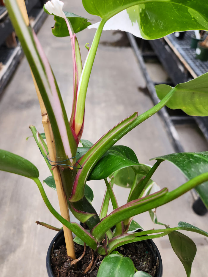 Philodendron, White Princess