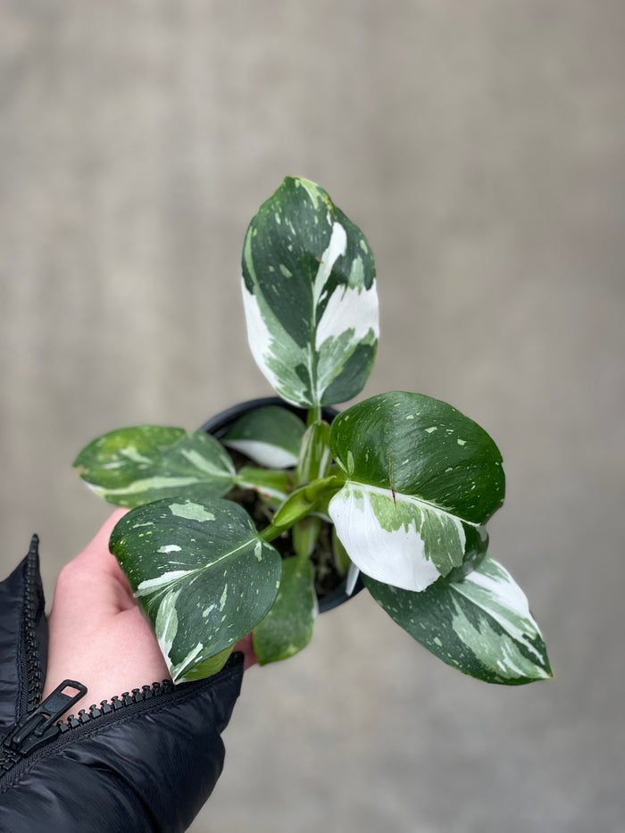 Philodendron, White Wizard