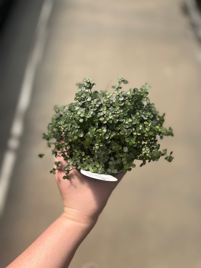 Pilea, Baby Tears