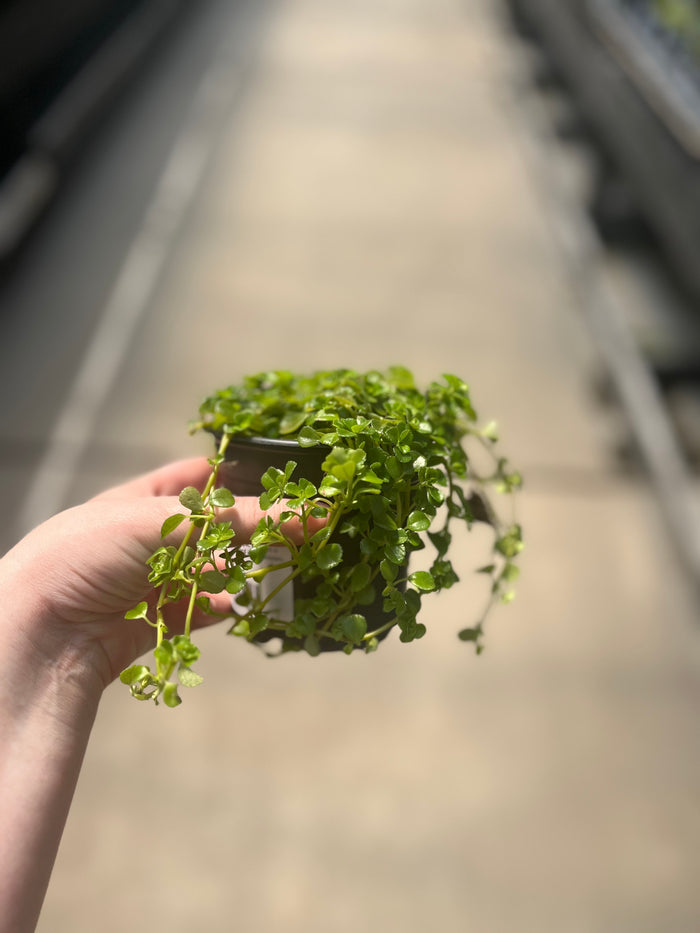 Pilea, Baby Tears