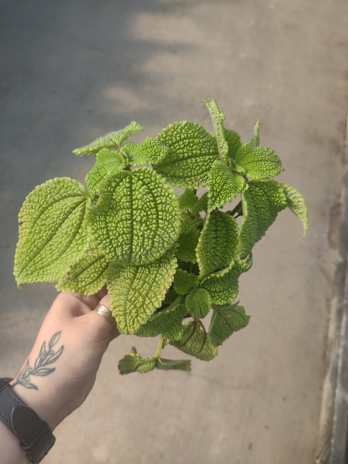 Pilea Moon Valley