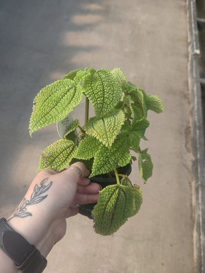 Pilea Moon Valley