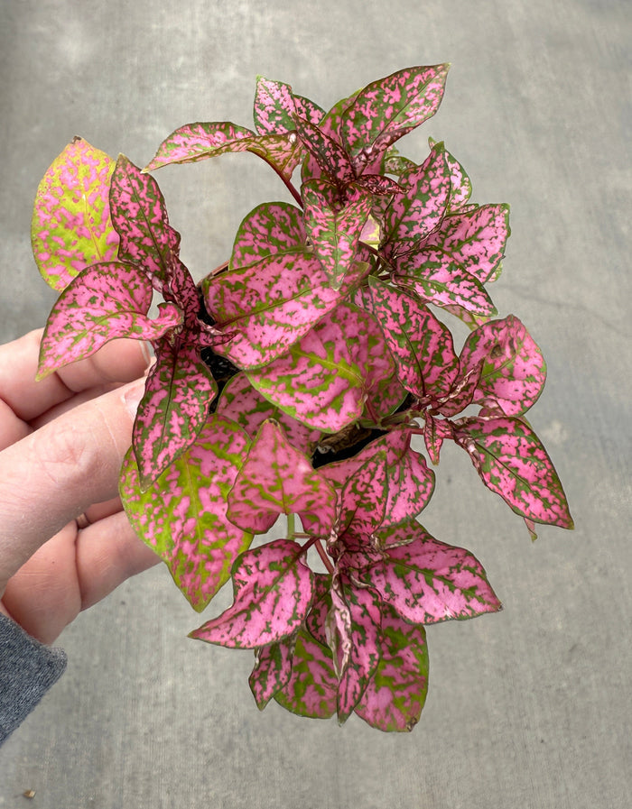 Polka Dot Plant