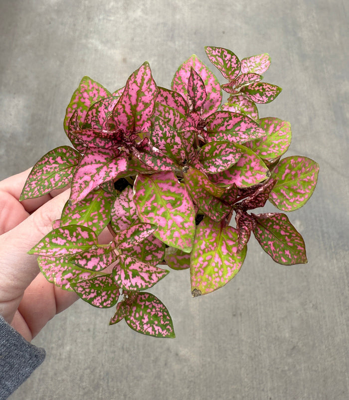 Polka Dot Plant