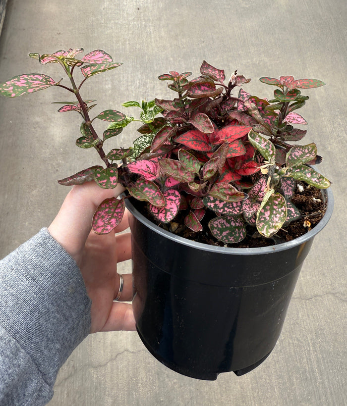 Polka Dot Plant