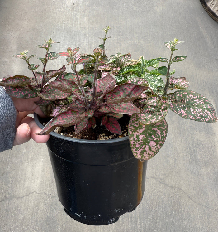 Polka Dot Plant