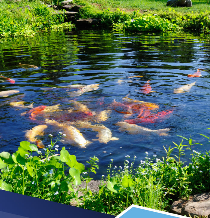 PondBrite for Ponds