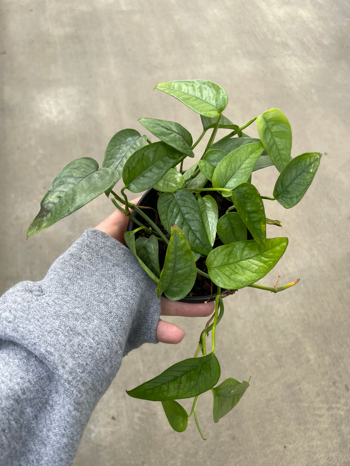 Pothos, Cebu Blue