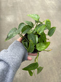 Pothos, Cebu Blue