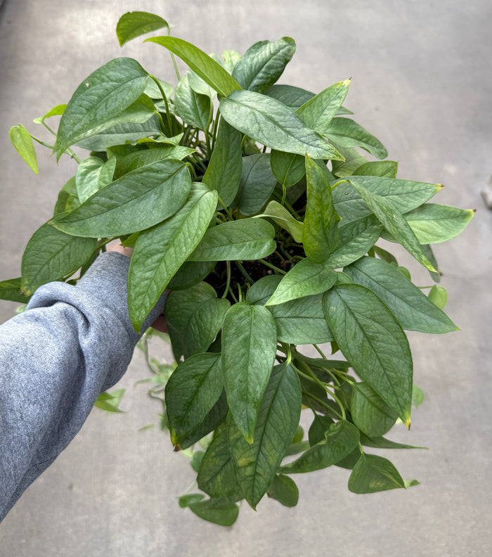 Pothos, Cebu Blue