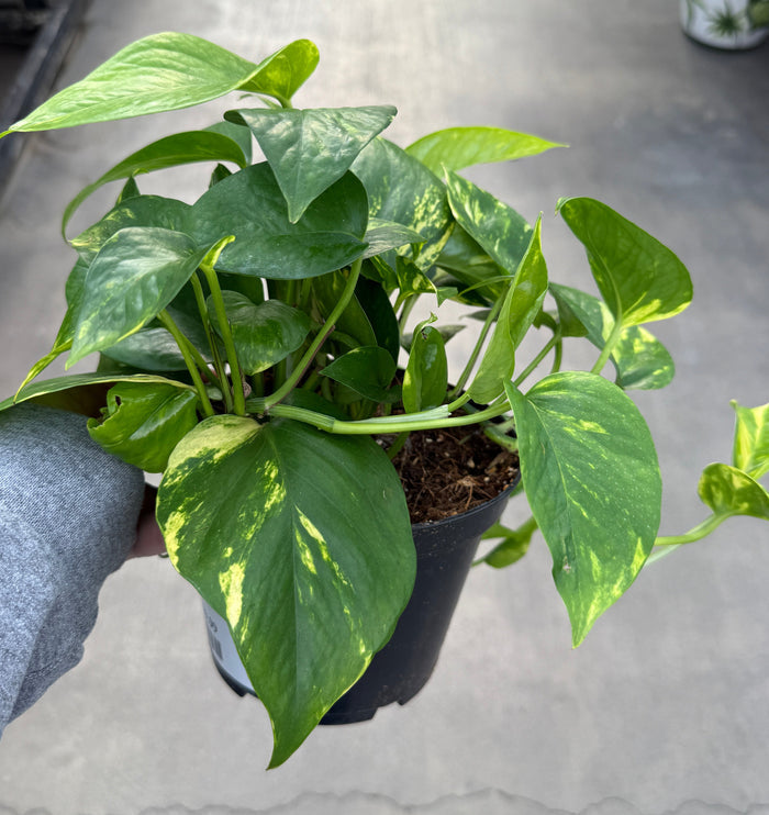 Pothos, Golden