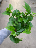 Pothos, Green Queen