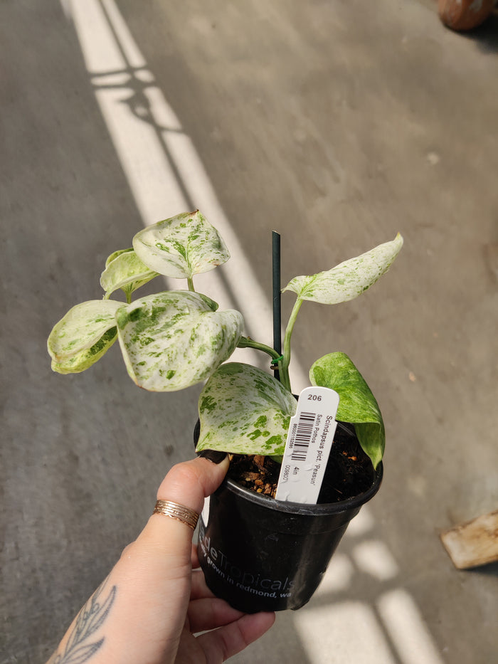 Pothos, Peasun
