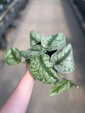 Pothos, Satin Exotica