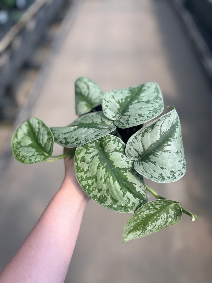 Pothos, Satin Exotica