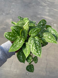 Pothos, Silvery Ann