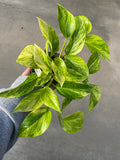 Pothos, Sunshine Goddess