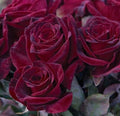 Rose, Black Baccara