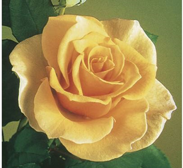 Rose, Brandy