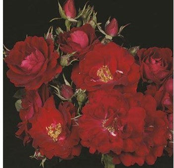 Rose, Champlain