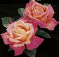 Rose, Chicago Peace