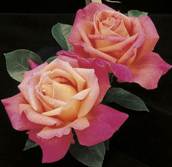 Rose, Chicago Peace