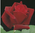 Rose, Chrysler Imperial