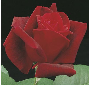 Rose, Chrysler Imperial