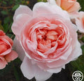 Rose, Colette