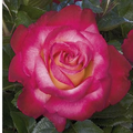 Rose, Dick Clark