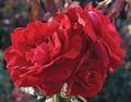 Rose, Don Juan