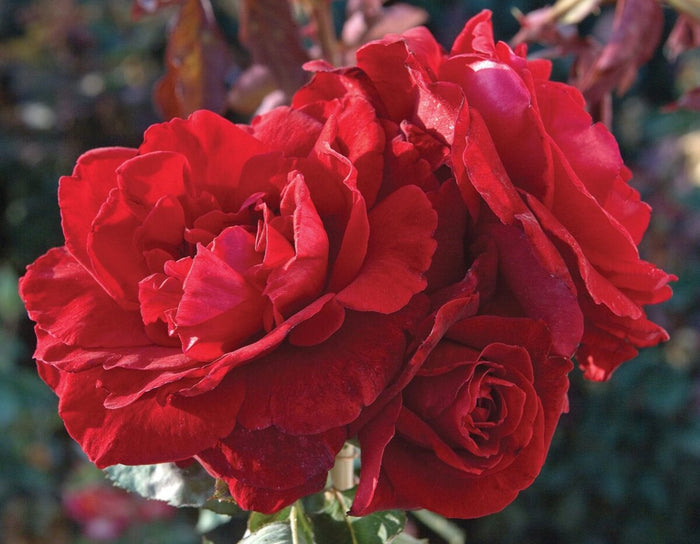 Rose, Don Juan