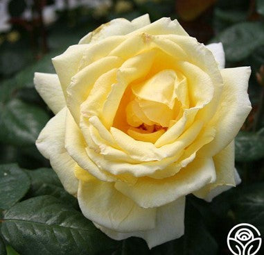 Rose, Eternal Flame