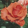 Rose, Fragrant Cloud