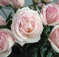 Rose, Francis Meilland