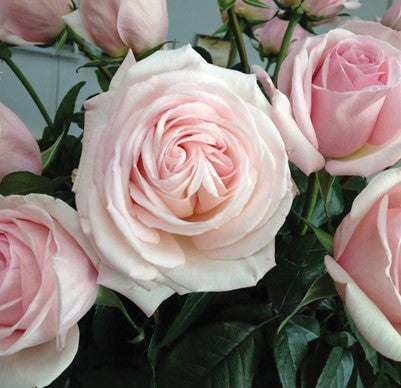 Rose, Francis Meilland