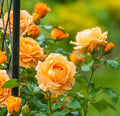 Rose, Golden Opportunity