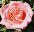 Rose, Heavenly Scented