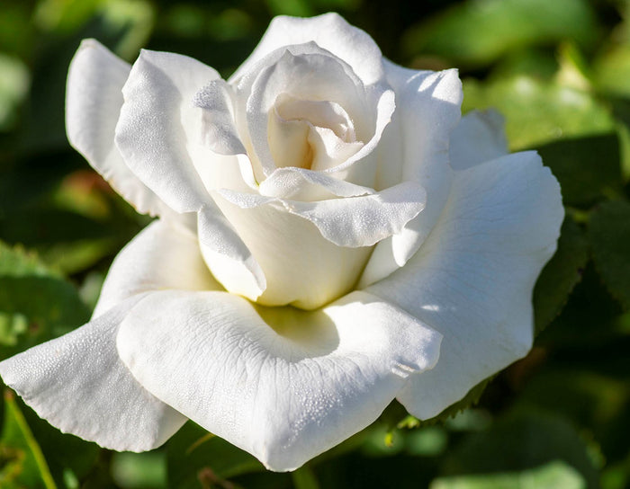 Rose, Honor