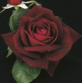 Rose, Ink Spots