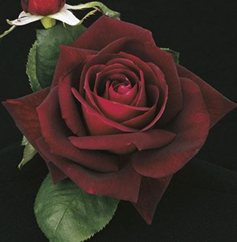 Rose, Ink Spots
