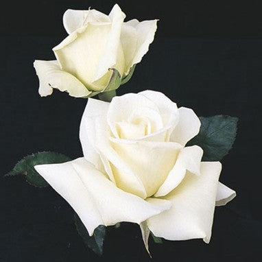 Rose, John F. Kennedy